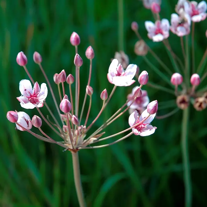 Vdvelde Wasserpflanzen-Mix - Butomus umbellatus, 1 Stk. - Gruppe hellrosa-weißer Blüten mit prominenten rosa Zentren, einige offen, einige Knospen, auf schlanken Stielen.