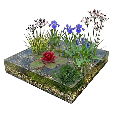 Vdvelde  Wasserpflanzen-Mix