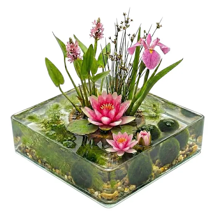 Mini-Teich Komplettset Rosa 25-90L - 11 Wasserpflanzen & Bakterien -  - Lebhaftes Wasserpflanzen-Arrangement in einem quadratischen Glasgefäß mit rosa Seerosen, grünem Laub, Marimo-Mooskugeln und Kies.