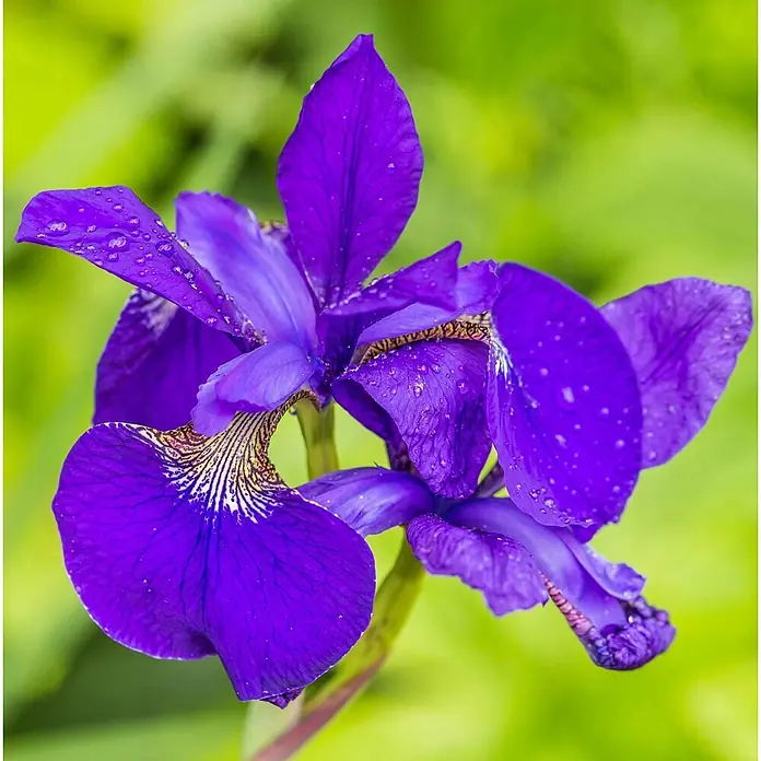 Vdvelde Blaue Sumpf-Schwertlilie Iris Kaempferi Teich - 4 Pflanzen mit Korb & Substrat -  - Nahaufnahme einer leuchtend tiefvioletten Irisblüte mit Wassertropfen und feinen Blütenblattdetails.