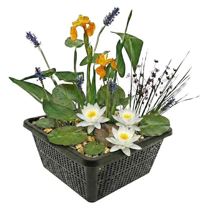 Mini-Teichpflanzen Set Weiß - 4 Wasserpflanzen Korb Substrat & Dünger -  - Schwarzer quadratischer Kunststoff-Pflanzkorb mit künstlichen Seerosen, gelben Schwertlilien und Wasserpflanzen, in Kieselsteinen.
