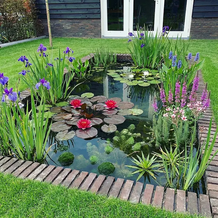 Vdvelde Wasserpflanzen-Mix - Pflanzenmischung, 48 Stk. - Rechteckiger Gartenteich mit Ziegelrand, roten und weißen Seerosen, Schwertlilien und Wasserpflanzen.