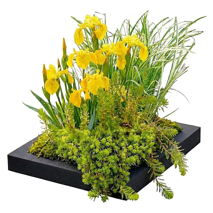 Vdvelde Wasserpflanzen-Mix - Pflanzenmischung, 9 Stk. - Schwarzer, quadratischer Pflanzkasten mit leuchtend grünen Pflanzen und gelben Schwertlilien.