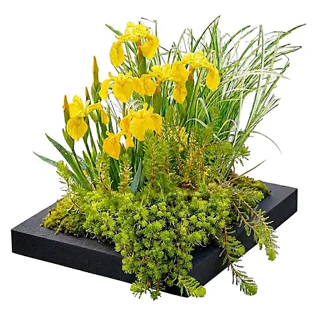 Vdvelde  Wasserpflanzen-Mix