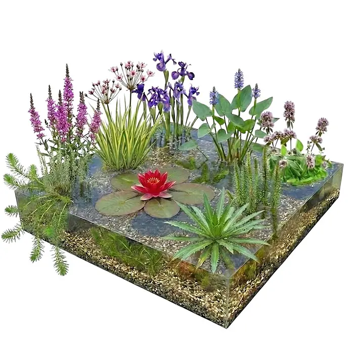 Vdvelde Wasserpflanzen-Mix - Pflanzenmischung, 48 Stk. - Quadratisches, klares Miniteich mit einer roten Seerose, violetten Blumen und verschiedenen grünen Wasserpflanzen auf Kiesgrund.