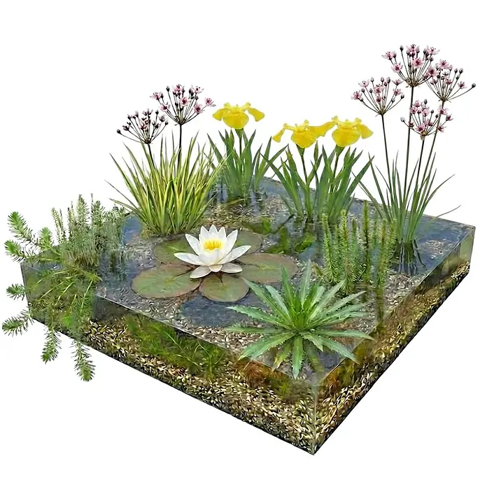 Vdvelde Wasserpflanzen-Mix - Pflanzenmischung, 43 Stk. - Klarer quadratischer Behälter mit vielfältigen Wasserpflanzen: weiße Seerose, gelbe Schwertlilien, rosa Blüten, grüne Unterwasserpflanzen über Kies.
