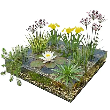 Vdvelde  Wasserpflanzen-Mix