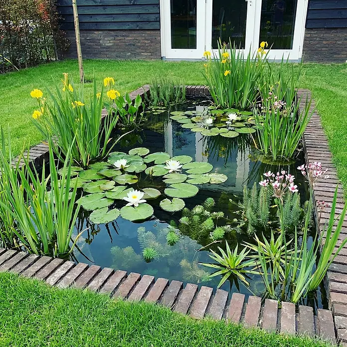 Vdvelde Wasserpflanzen-Mix - Pflanzenmischung, 43 Stk. - Rechteckiger Gartenteich mit weißen Seerosen, gelben Schwertlilien und verschiedenen Wasserpflanzen, umrandet von Ziegeln, auf einer grünen Wiese.
