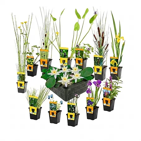 Vdvelde  Wasserpflanzen-Mix