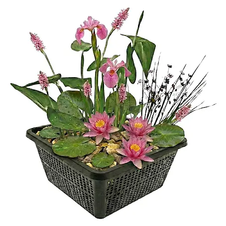 Vdvelde  Wasserpflanzen-Mix