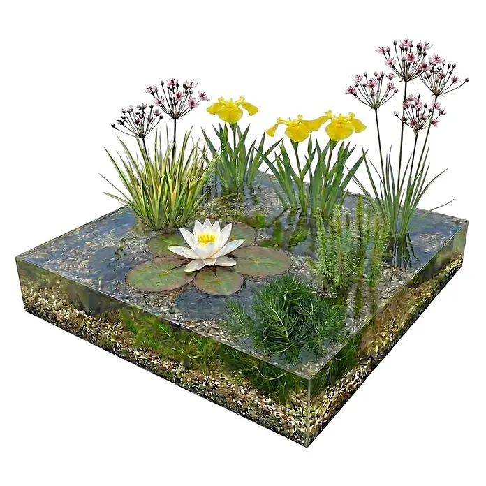 Vdvelde Teichpaket Heimisch 100-400L - Weiße Seerose & Uferpflanzen Winterhart Komplett -  - Miniatur-Wassergarten in klarem Behälter mit weißer Seerose, gelben Schwertlilien, rosa Blumen und Unterwasserpflanzen über Kies.