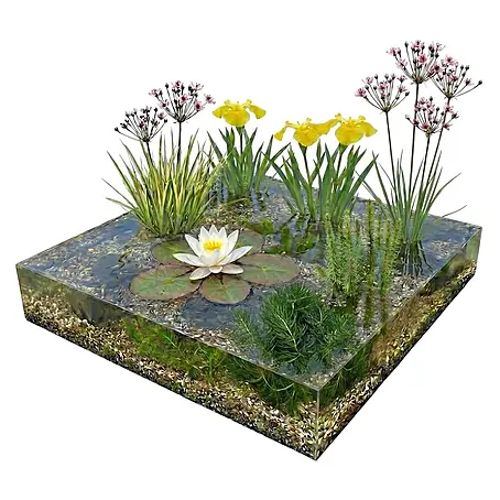 Vdvelde Teichpaket Heimisch 100-400L - Weiße Seerose & Uferpflanzen Winterhart Komplett