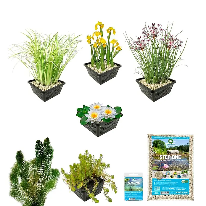 Vdvelde Teichpaket Heimisch 100-400L - Weiße Seerose & Uferpflanzen Winterhart Komplett -  - Verschiedene Teichpflanzen in schwarzen Körben, mit Teichsubstrat und Produkten zur Wasserklärung.