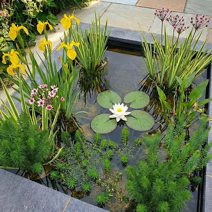 Vdvelde Teichpaket Heimisch 100-400L - Weiße Seerose & Uferpflanzen Winterhart Komplett -  - Rechteckiger dunkelgrauer Gartenteich mit gelben Schwertlilien, pinkfarbener Blumenbinse, weißer Seerose und grünen Wasserpflanzen.