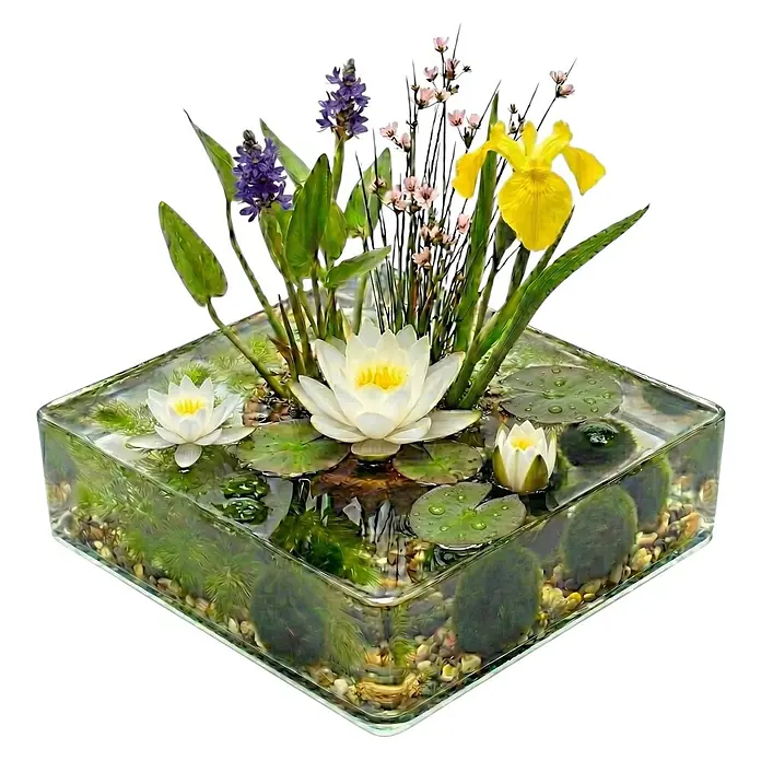 Mini-Teich Komplettset Weiß 25-90L - 11 Wasserpflanzen & Bakterien -  - Gläsernes Aquarien-Pflanzgefäß mit Seerosen, Iris und verschiedenen Wasserpflanzen.