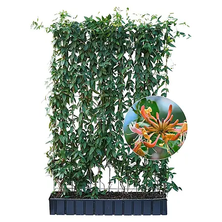 Helix  Fertighecke Hecke am laufenden Meter®