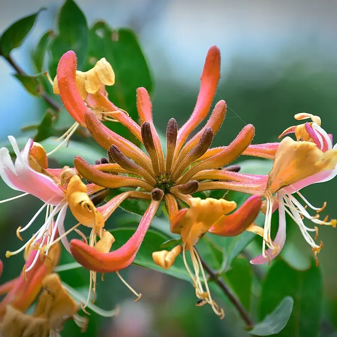 Helix Fertighecke Hecke am laufenden Meter® - Lonicera henryi, 120 x 20 x 180 cm - Nahaufnahme leuchtend orangerot-gelber Geißblattblüten mit zarten rosa Innenseiten und sichtbaren Staubblättern, die in einer Traube blühen.