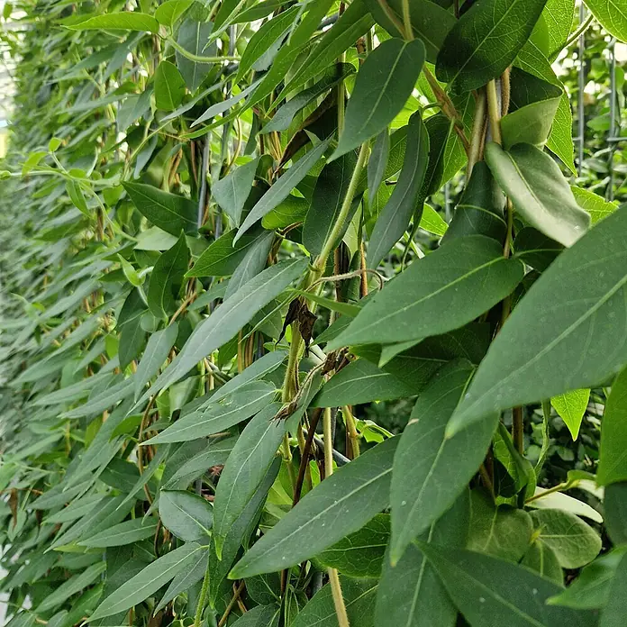 Helix Fertighecke Hecke am laufenden Meter® - Lonicera henryi, 120 x 20 x 180 cm - Dichte grüne Rankpflanze mit länglichen Blättern an einem Spalier, eine lebendige Wand bildend.