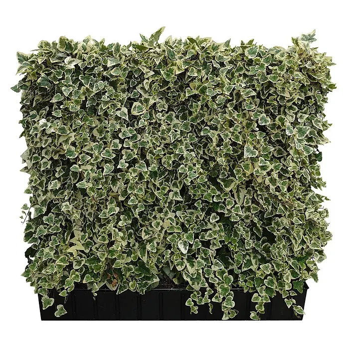 Helix Fertighecke Hecke am laufenden Meter® - Hecke Hedera helix buntlaubig, 120 x 20 x 100 cm - Buntblättrige Efeuhecke mit grün-weißen Blättern in einem schwarzen Pflanzgefäß.
