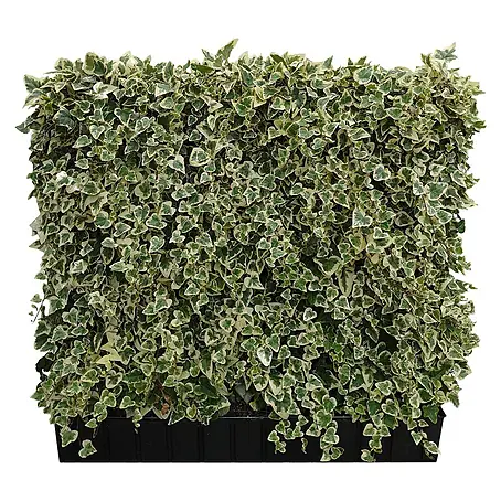Helix  Fertighecke Hecke am laufenden Meter®