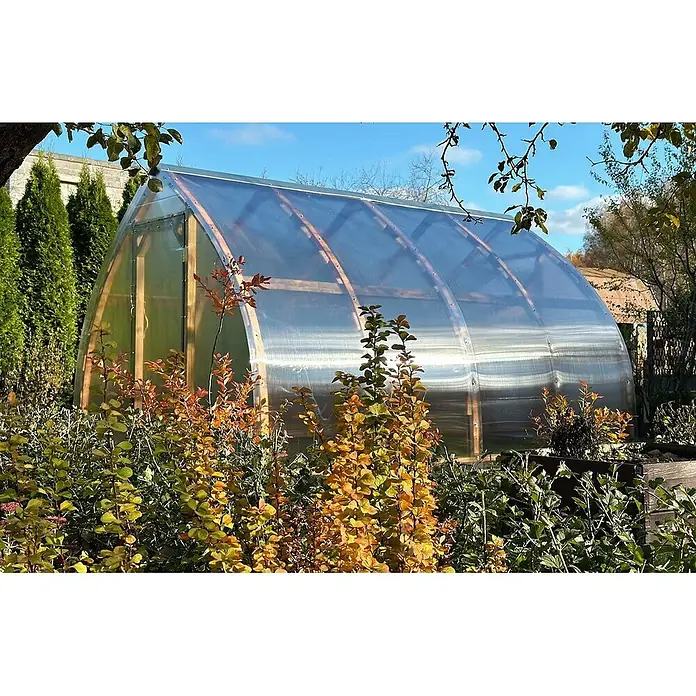 Garten Dream Gewächshaus Arched Wood - Außenmaß inkl. Dachüberstand (B x T): 300 x 1.000 cm, Material Seitenwand: Kunststoff, 6 mm, Braun - Ein gewölbtes, transparentes Gewächshaus mit Holzrahmen steht in einem sonnigen Garten, umgeben von Pflanzen mit Herbstlaub.