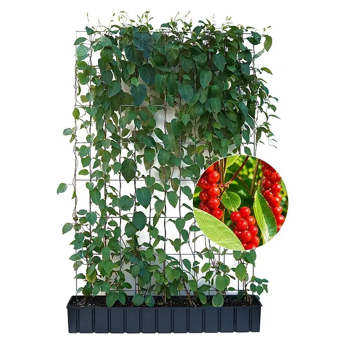 Helix Fertighecke Hecke am laufenden Meter® - Schisandra chinensis, 120 x 20 x 180 cm - Kletterpflanze mit grünen Blättern am Spalier in schwarzem Pflanzgefäß, mit roten Beeren.