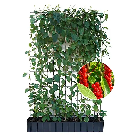 Helix  Fertighecke Hecke am laufenden Meter®