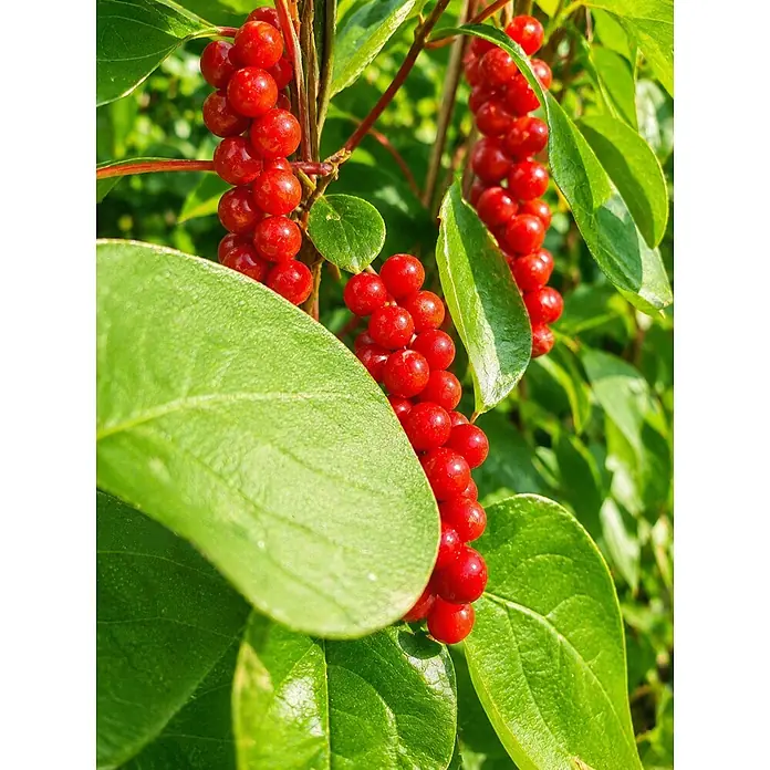 Helix Fertighecke Hecke am laufenden Meter® - Schisandra chinensis, 120 x 20 x 180 cm - Leuchtend rote Beeren in Trauben an grünen, belaubten Zweigen, die ihr natürliches Wachstum zeigen.