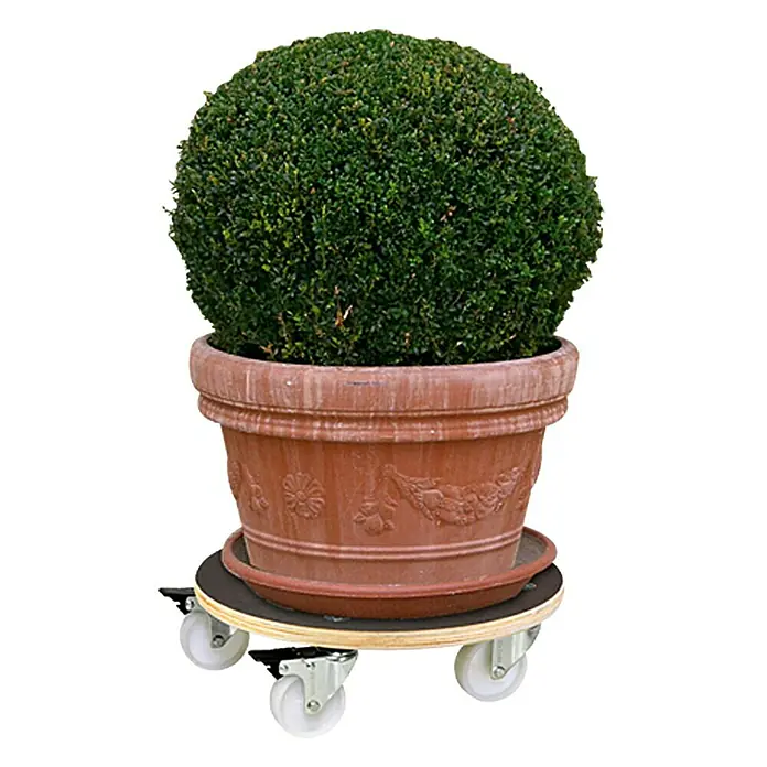 Wagner System Pflanzenroller XXL Grip - 38 cm, Max. Belastung: 250 kg - Ein großer, runder Buchsbaum in einem Terrakotta-Topf auf einem Pflanzenroller mit Rädern. Ideal zum einfachen Bewegen von Pflanzen.