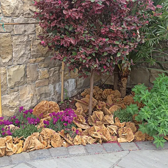 Sandrose - Sandstein-Beige, 10 - 15 cm - Nahaufnahme eines Gartens mit einer Vielzahl von Pflanzen, darunter ein Baum mit roten Blättern und Wüstenrosen.