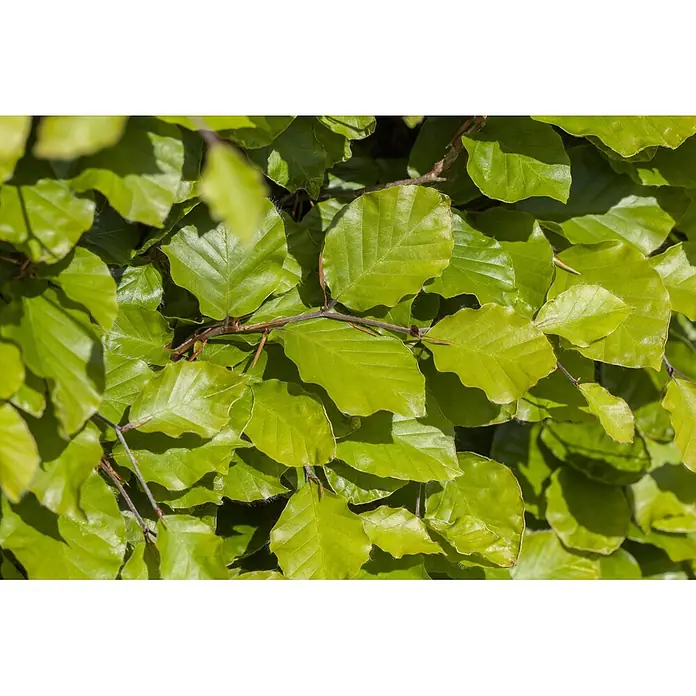 Piardino Rotbuche - Aktuelle Wuchshöhe: 60 cm - 80 cm, Fagus sylvatica, 100 Stk. - Detailaufnahme