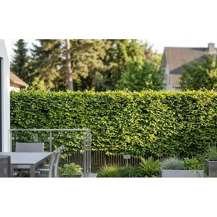 Piardino Rotbuche - Aktuelle Wuchshöhe: 60 cm - 80 cm, Fagus sylvatica, 100 Stk. - Stimmungsaufnahme