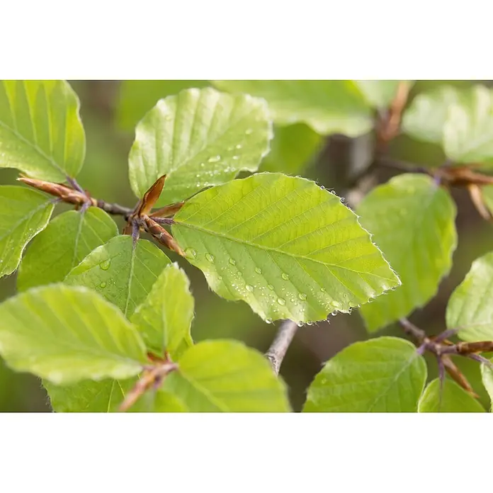 Piardino Rotbuche - Aktuelle Wuchshöhe: 60 cm - 80 cm, Fagus sylvatica, 100 Stk. - Detailaufnahme