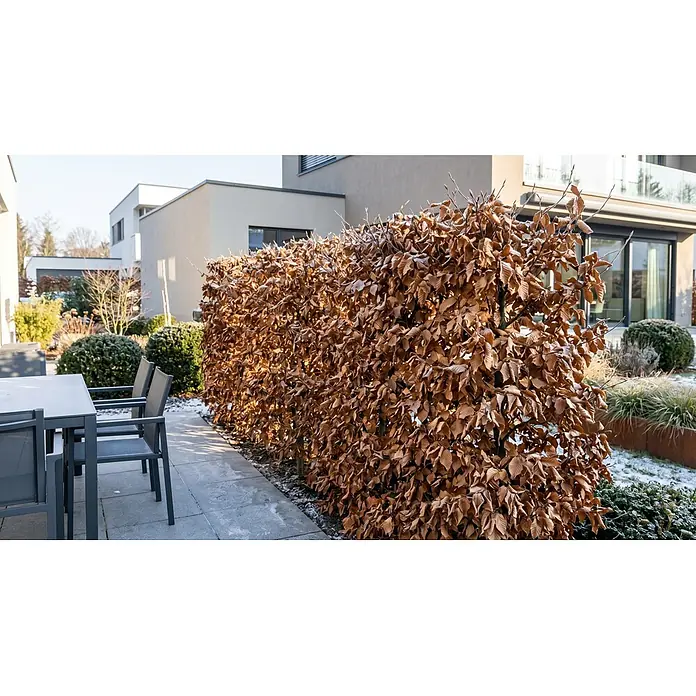 Piardino Rotbuche - Aktuelle Wuchshöhe: 60 cm - 80 cm, Fagus sylvatica, 100 Stk. - Stimmungsaufnahme