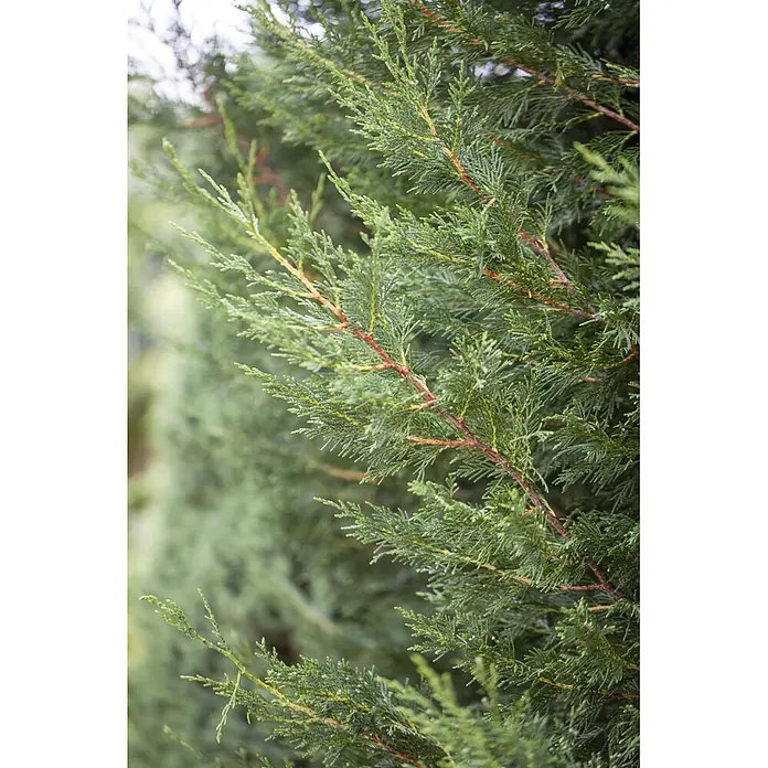 Piardino Leyland-Zypresse - 175 cm - 200 cm, Cupressocyparis leylandii, 20 Stk. - Detailaufnahme