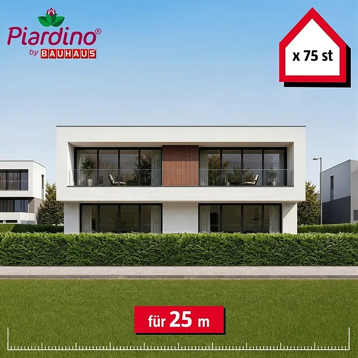 Piardino Leyland-Zypresse - 100 cm - 125 cm, Cupressocyparis leylandii, 75 Stk. - Informationsansicht