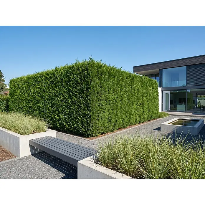 Piardino Leyland-Zypresse - 175 cm - 200 cm, Cupressocyparis leylandii, 20 Stk. - Stimmungsaufnahme