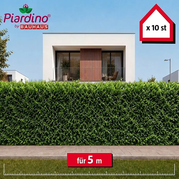 Piardino Leyland-Zypresse - 175 cm - 200 cm, Cupressocyparis leylandii, 10 Stk. - Informationsansicht