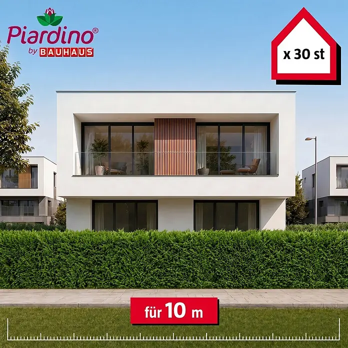Piardino Leyland-Zypresse - 125 cm - 150 cm, Cupressocyparis leylandii, 30 Stk. - Informationsansicht