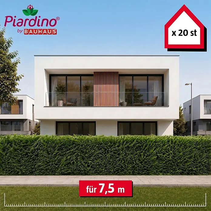 Piardino Leyland-Zypresse - 150 cm - 175 cm, Cupressocyparis leylandii, 20 Stk. - Informationsansicht