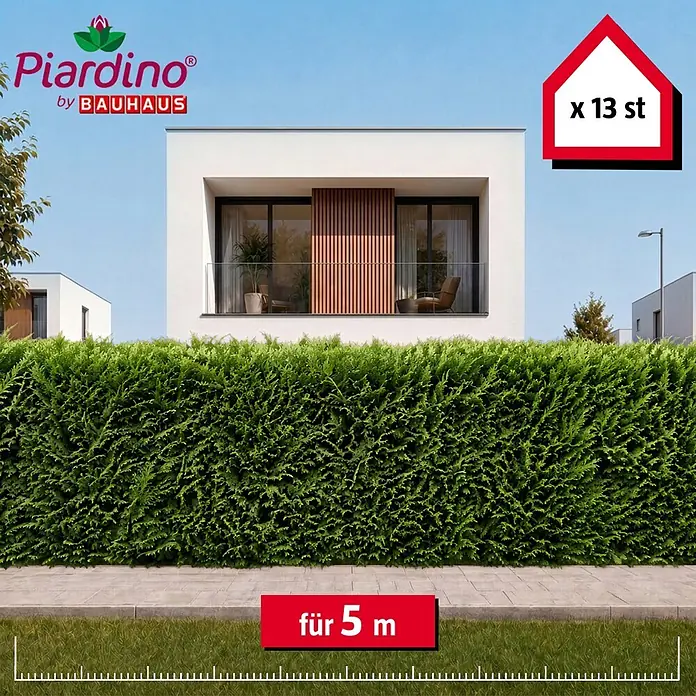 Piardino Leyland-Zypresse - 150 cm - 175 cm, Cupressocyparis leylandii, 13 Stk. - Informationsansicht