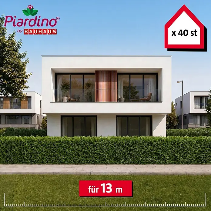 Piardino Leyland-Zypresse - 125 cm - 150 cm, Cupressocyparis leylandii, 40 Stk. - Informationsansicht