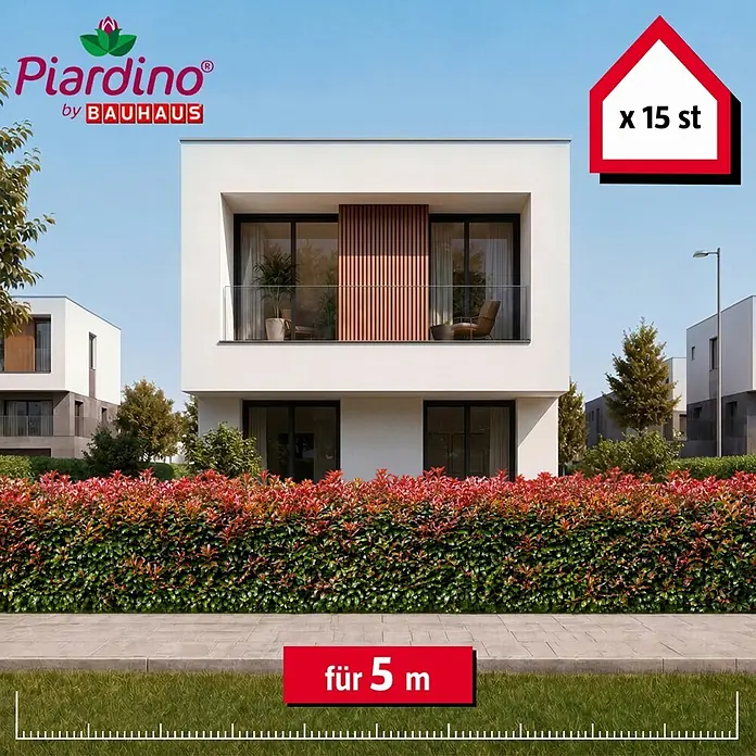 Piardino Glanzmispel Red Robin - 80 cm - 100 cm, Photinia fraseri 'Red Robin', 15 Stk. - Informationsansicht