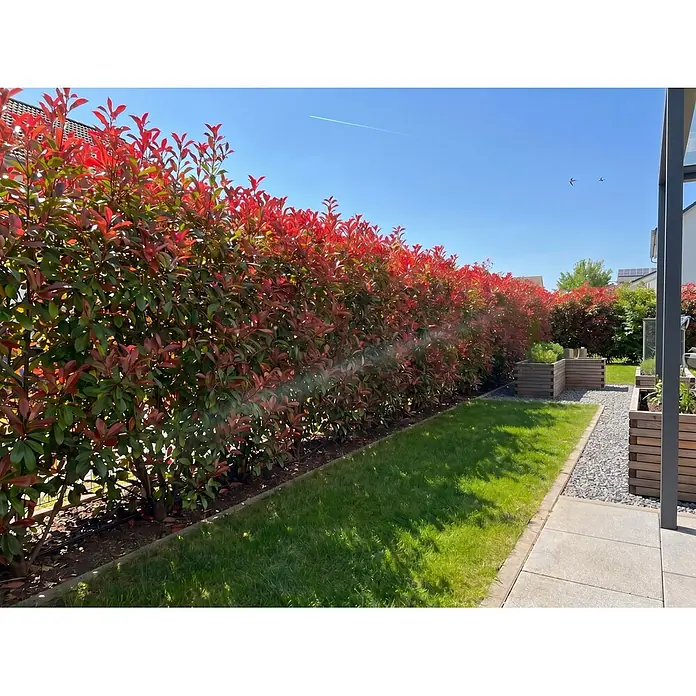 Piardino Glanzmispel Red Robin - 80 cm - 100 cm, Photinia fraseri 'Red Robin', 45 Stk. - Stimmungsaufnahme