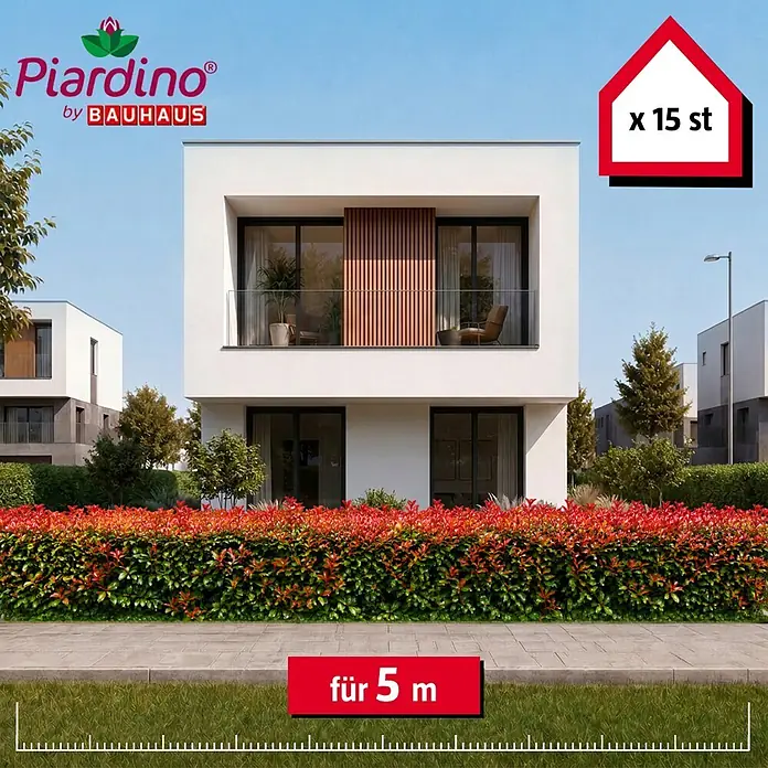 Piardino Glanzmispel Red Robin - 60 cm - 80 cm, Photinia fraseri 'Red Robin', 15 Stk. - Informationsansicht