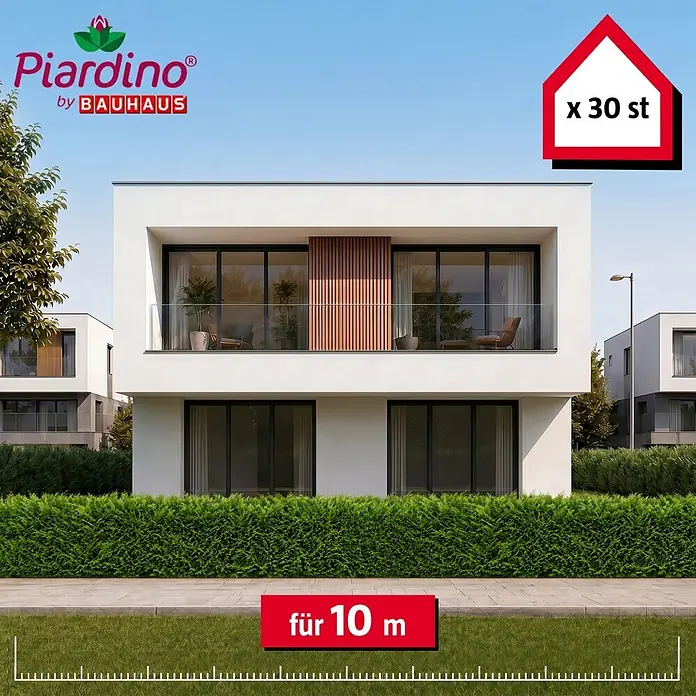 Piardino Leyland-Zypresse - 80 cm - 100 cm, Cupressocyparis leylandii, 30 Stk. - Informationsansicht