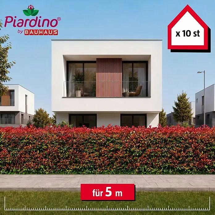 Piardino Glanzmispel Red Robin - 100 cm - 125 cm, Photinia fraseri 'Red Robin', 10 Stk. - Informationsansicht