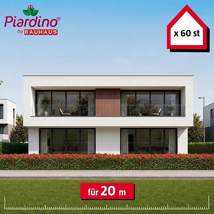 Piardino Glanzmispel Red Robin - 80 cm - 100 cm, Photinia fraseri 'Red Robin', 60 Stk. - Informationsansicht