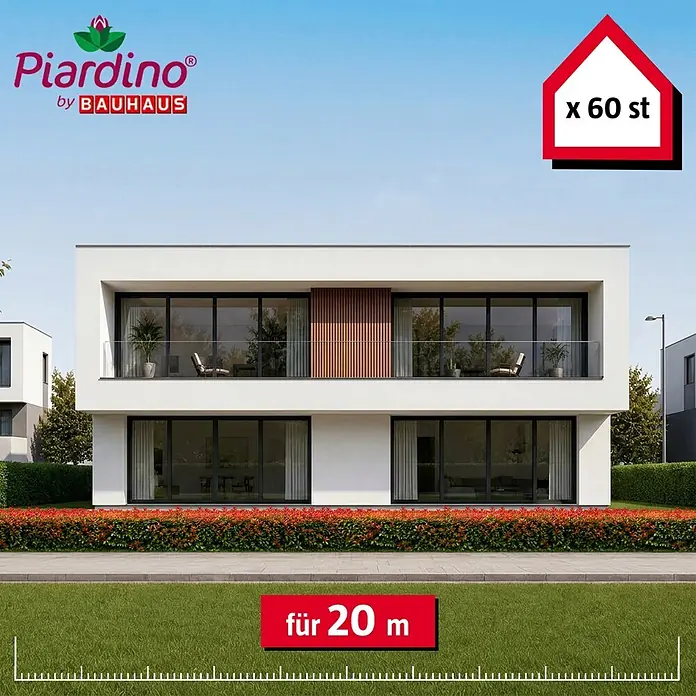 Piardino Glanzmispel Red Robin - 60 cm - 80 cm, Photinia fraseri 'Red Robin', 60 Stk. - Informationsansicht