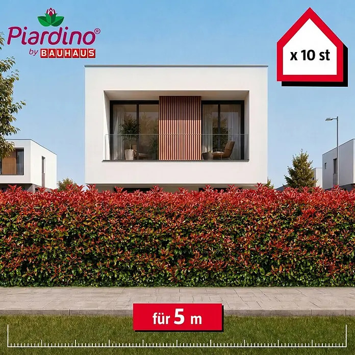 Piardino Glanzmispel Red Robin - 125 cm - 150 cm, Photinia fraseri 'Red Robin', 10 Stk. - Informationsansicht